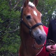 Haflinger Kløvs Wito