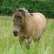 Shetlænder Sønderskovs Jessie