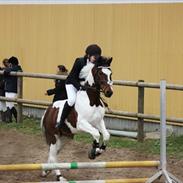 Anden særlig race Olando