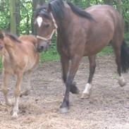 Welsh Pony af Cob-type (sec C) Gribsvads Musie
