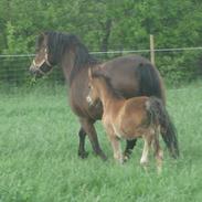 Welsh Pony af Cob-type (sec C) Gribsvads Musie