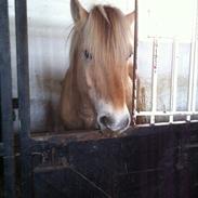 Fjordhest Oscar (rideskole pony)