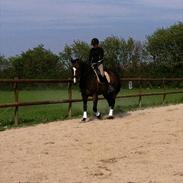 Dansk Varmblod Cornell