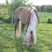 Haflinger Trøja [ Himmel hest ] <3 hvil i fred<3