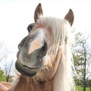 Haflinger Trøja [ Himmel hest ] <3 hvil i fred<3