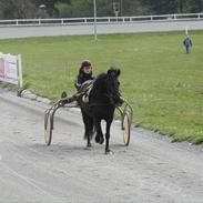 Anden særlig race Malou