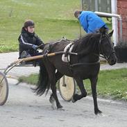 Anden særlig race Malou