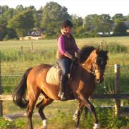 DSP Rolsteds Theseus