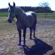 Ungarnsk Varmblod  Widam