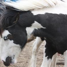 Irish Cob Gordon Blue
