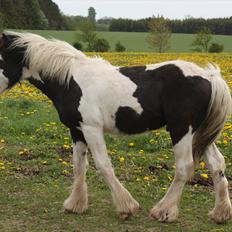 Irish Cob Gordon Blue