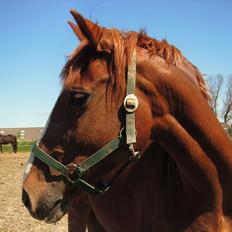 Hollandsk Varmblod ¨˜”°º• Rosa•º°”˜¨ Elsket & savnet.