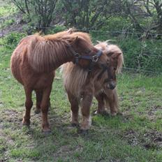 Anden særlig race Dudi † 04.11.13