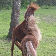 Anden særlig race Dudi † 04.11.13