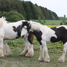 Irish Cob Gordon Blue