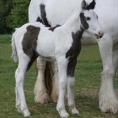 Irish Cob Bisgaards Lucca