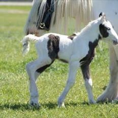 Irish Cob Bisgaards Lucca