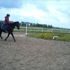 Anden særlig race Malibu