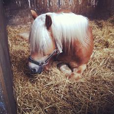 Haflinger Sandy van de Lohöfte (Balder)
