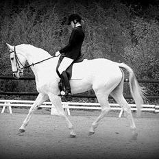 Hannoveraner Ferrari