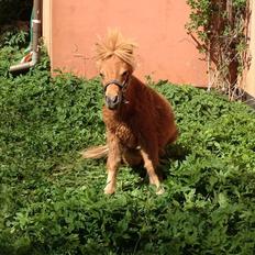 Welsh Mountain (sec A) Kingston