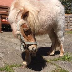 Shetlænder Don Juan