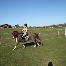 New Forest Siggegårdens Madonna solgt 