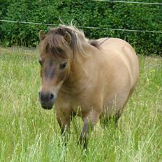 Shetlænder Sønderskovs Jessie