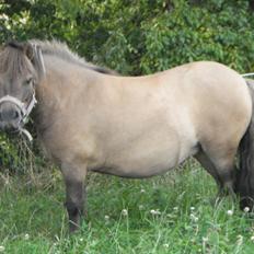 Shetlænder Sønderskovs Jessie