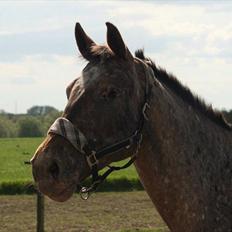 Knabstrupper Kieffers Kiki