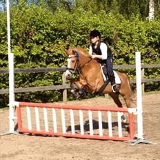 New Forest Super Mulle<3<3<3