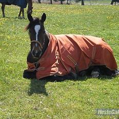 Anden særlig race Lovis (: <3