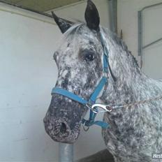 Anden særlig race Benno MITETOGALT! - SOLGT :'( RIDESKOLEHEST