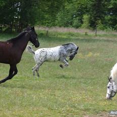 Anden særlig race Benno MITETOGALT! - SOLGT :'( RIDESKOLEHEST
