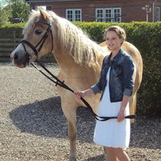 Tyroler Haflinger Bonny