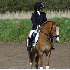 Hollandsk Sportspony Casper  "tidligere pony solgt "