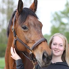 Dansk Varmblod Bellevue