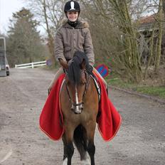 Anden særlig race Gyrupgaards Bailey B-pony