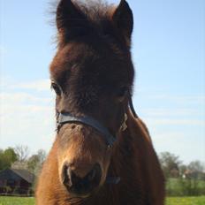 Anden særlig race Uniq Langesøe "Solgt"