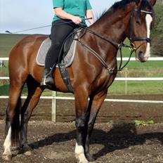 Dansk Varmblod # Limelight # 