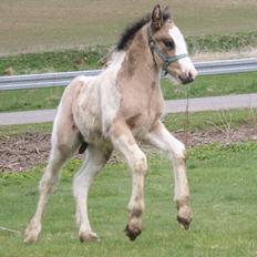 Irish Cob Li. Høngård´s Golden Calibér