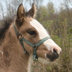 Irish Cob Li. Høngård´s Golden Calibér