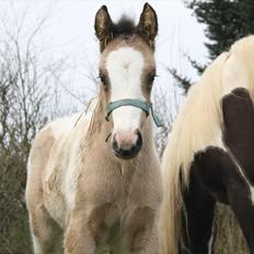 Irish Cob Li. Høngård´s Golden Calibér