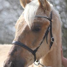 Palomino Skrædderdals Monark