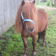 Shetlænder Hedevangs Liv (Mini)