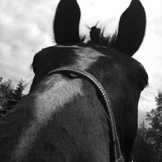 Anden særlig race Bobbiesocks May Beauty