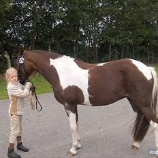 Pinto Saxpo Pleasure.