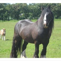 Tinker Dr. Wolle tidlig hest