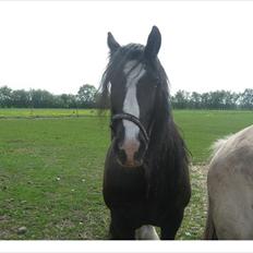 Tinker Dr. Wolle tidlig hest