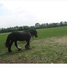 Tinker Dr. Wolle tidlig hest